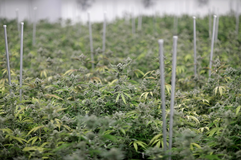 Una granja de marihuana en Las Vegas. Imagen: AP